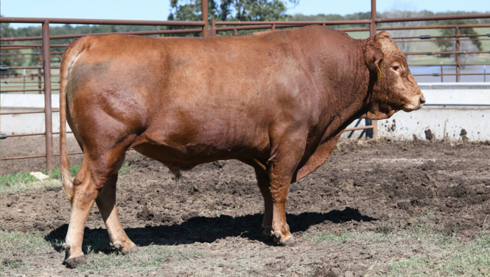 Herdsires